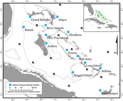 Historical Processes and Contemporary Anthropogenic Activities Influence Genetic Population Dynamics of Nassau Grouper (Epinephelus striatus) within The Bahamas